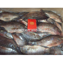 frozen black Tilapia price